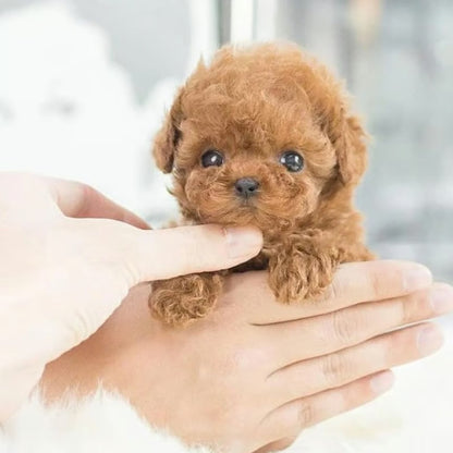 My Realistic Robot Puppy